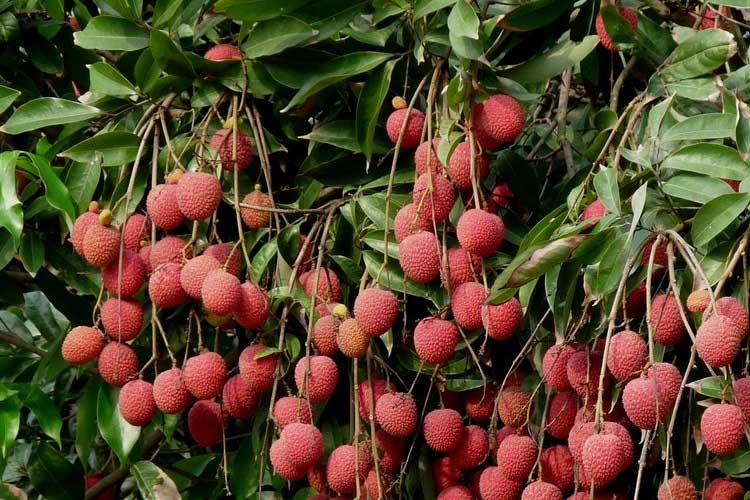 如何選擇荔枝烘干機(jī)改善荔枝干果？