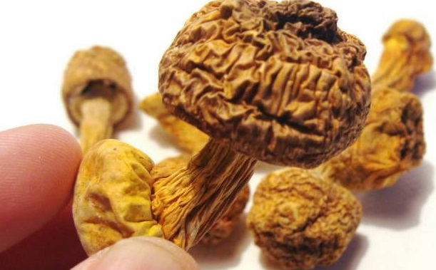 巴西菇、姬松茸烘干機-怎樣烘干色澤好且菇體褶片完整？