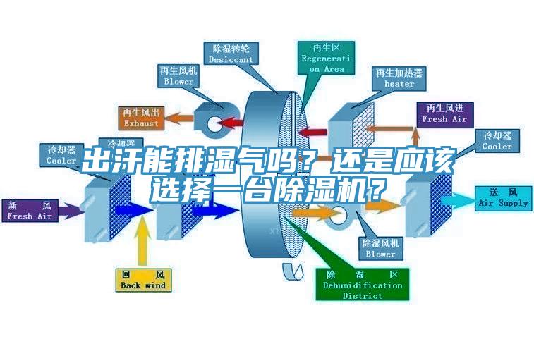 出汗能排濕氣嗎？還是應該選擇一臺除濕機？