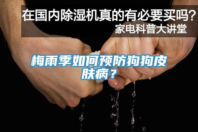 梅雨季如何預(yù)防狗狗皮膚病？