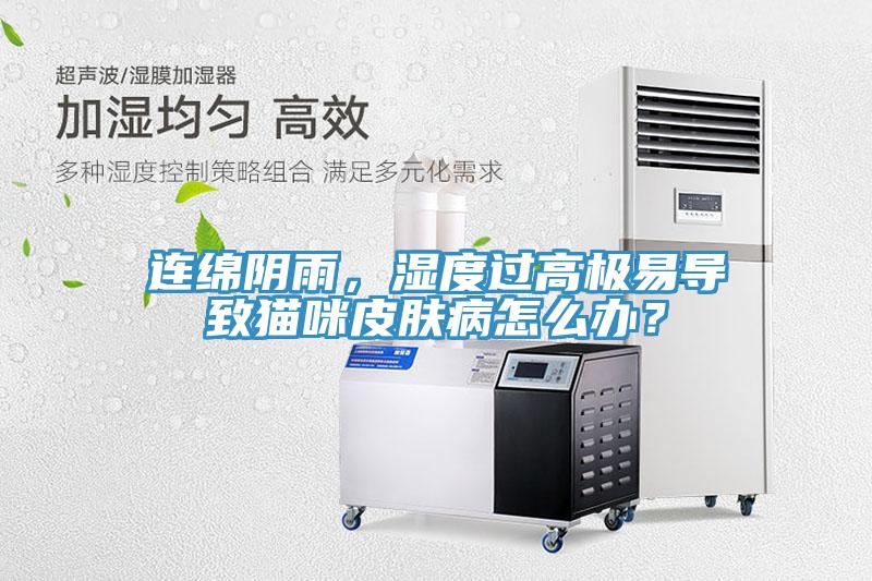 連綿陰雨，濕度過(guò)高極易導(dǎo)致貓咪皮膚病怎么辦？